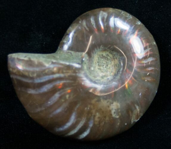 Flashy Red Iridescent Ammonite - Wide #9816